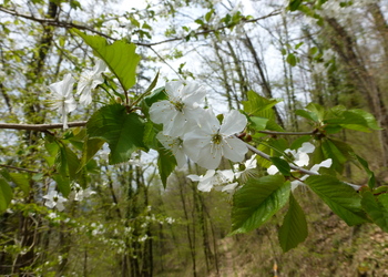 Vogelkirsche (Prunus avium) - © Philipp Sengl